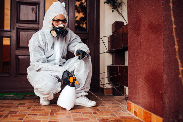 Attic and Crawl Space Rodent Treatment in Holliday