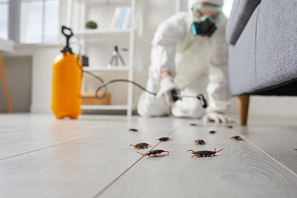 Commercial Rodent Management in Holliday